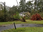 Storm damage fallen trees